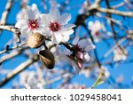 The almond tree flowers with branches and almond nut close up, blurry background