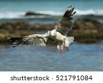 Flying Seagull  