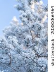 Frosty Spruce Branches.outdoor...