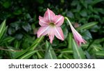 Small photo of Flower of Powell's swamp lily also known as Cape lily, Powell's crinum lily, Swamp lily