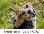 Smily beagle dog looking at the ...