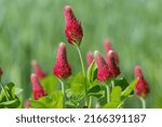 Blooming crimson clover (Trifolium incarnatum).