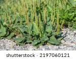 Broadleaf plantain (Plantago major) as weed on stony ground. 