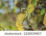 Small photo of Male hazel catkins develop in fall and are hibernating afterward