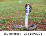 The indian cobra  also known as ...