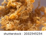 St. Lucian Golden Sea Moss, Euchema Cottoni