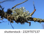 Small photo of Gray-green leafy foliose and shrubby fruticose lichen growing on an apple tree branch. Close up