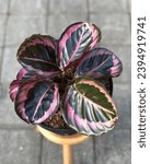 Small photo of Calathea Pink Jessy is a species of plant belonging to the genus Calathea in the family Marantaceae, native to eastern Brazil.