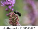 Bumblebee Pollinating Flower In ...