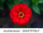 Red majors flower closeup....