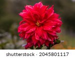 Dahlia flower red  mature and...