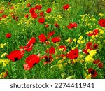Floral Meadow With Red Poppy...