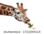 Giraffe Eating Green Leaf Out...