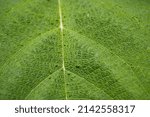 Small photo of green leaf details - limbus and ribs