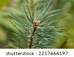 Coniferous branch in the forest. Pine tree branch. Pine green needles on a branch.