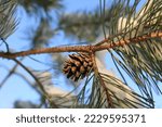 Winter Background With A Pine...