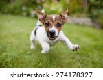 A very little puppy is running happily with floppy ears trough a garden with green grass. It almost looks like he can fly. He smiles and shows his tiny canine teeth. 