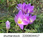 Small photo of Purple crocus flowers Colchicum speciosum. Known also as Autumn Crocus or Meadow Saffron.