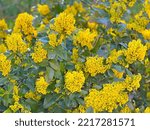 Small photo of Oregon grape Mahonia aquifolium ornamental evergreen shrub with yellow flowers is medicinal herb from plant family of Berberidaceae.