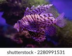 Small photo of Close-up Lionfish (Pterois volitans) or Striped Zebrafish in an aquarium