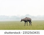 The Nilgai (Boselaphus tragocamelus) or blue bull,  the largest Asian antelope is grazing on green grassland at Ranthambore National Park, Rajasthan, India. 