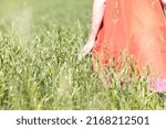 Human females hand moving through green field of the grass. Woman's hand touching a young wheat in the wheat field while sunset. High quality photo