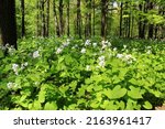 Small photo of Lunaria annua rediviva white flowers. Hesperis matronalis, Money plant, Moneywort, Moonwort bloom in summer forest. Perennial honestry medicinal long stems and leaves. Family cabbage and Brassicaceae