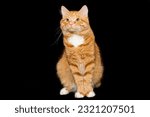Portrait of a red cat sitting on a black background
