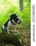 Small photo of Shorty Bull is sitting in the sunny forest with a pirate cap on
