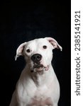 Small photo of Portrait of a Dogo Argentino isolated on black