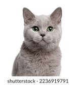 Photo portrait of a gray cat...