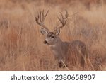 Mule deer buck in autumn in...