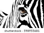 Vector Portrait Of A Zebra. The ...