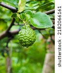Small photo of Fresh Bergamot (Kaffir Lime) fruits. Water drops on bergamot, Vegetable and Herb or odoriferous, is ingredient in asean food and is herb for body care.