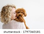 Adorable Toy Poodle Puppy In...