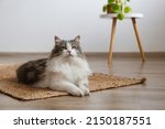 Fluffy siberian cat sitting on the jute wicker rug. Beautiful purebred long haired kitty on the hardwood floor in living room. Close up, copy space, white wall background.