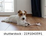 Wire Haired Jack Russell...