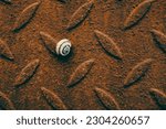 Small photo of A sheet of metal is covered with a thick layer of rust, a shell of a small snail lurks among the texture of a sheet of metal, wildlife on inanimate material, a simple still life