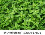 Fresh green shoots of lemon balm or Melissa officinalis in the summer garden. Plant natural background. View from above.