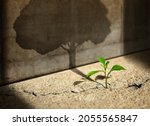 Start, Think Big, Growth Mindset, Recovery and Challenge in Life or Business Concept.Economic Crisis Symbol.New Green Sprout Plant Growth in Cracked Concrete and Shading a Big Tree Shadow on the Wall