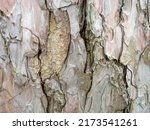 Bark Close Up. Skin Of A Tree...