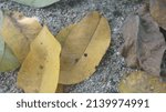 Small photo of The miscarried yellow leaves fall to the ground