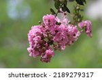 Small photo of Lagerstroemia indica, the crape myrtle (also crepe myrtle or crepeflower) is a species of flowering plant in the genus Lagerstroemia of the family Lythraceae