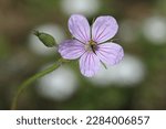 Geranium pyrenaicum, otherwise known as hedgerow cranesbill or mountain cranesbil is a perennial species of plant in the family Geraniaceae