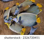 Blue Tang, Palette Surgeonfish (Paracanthurus hepatus) fish caught, selling inside the town market in Victoria