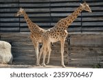 Two  west african giraffe full...
