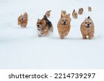 Dogs Walking Outdoor In Snow In ...