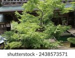大本山永平寺 Eiheiji Temple in Fukui, Japan
