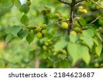 An Unripe Green Apricot On A...
