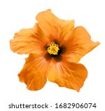 surreal orange chinese rose... | Shutterstock . vector #1682906074